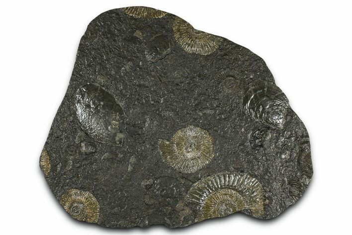 Fossil Ammonite (Dactylioceras) Cluster - Posidonia Shale, Germany #368185